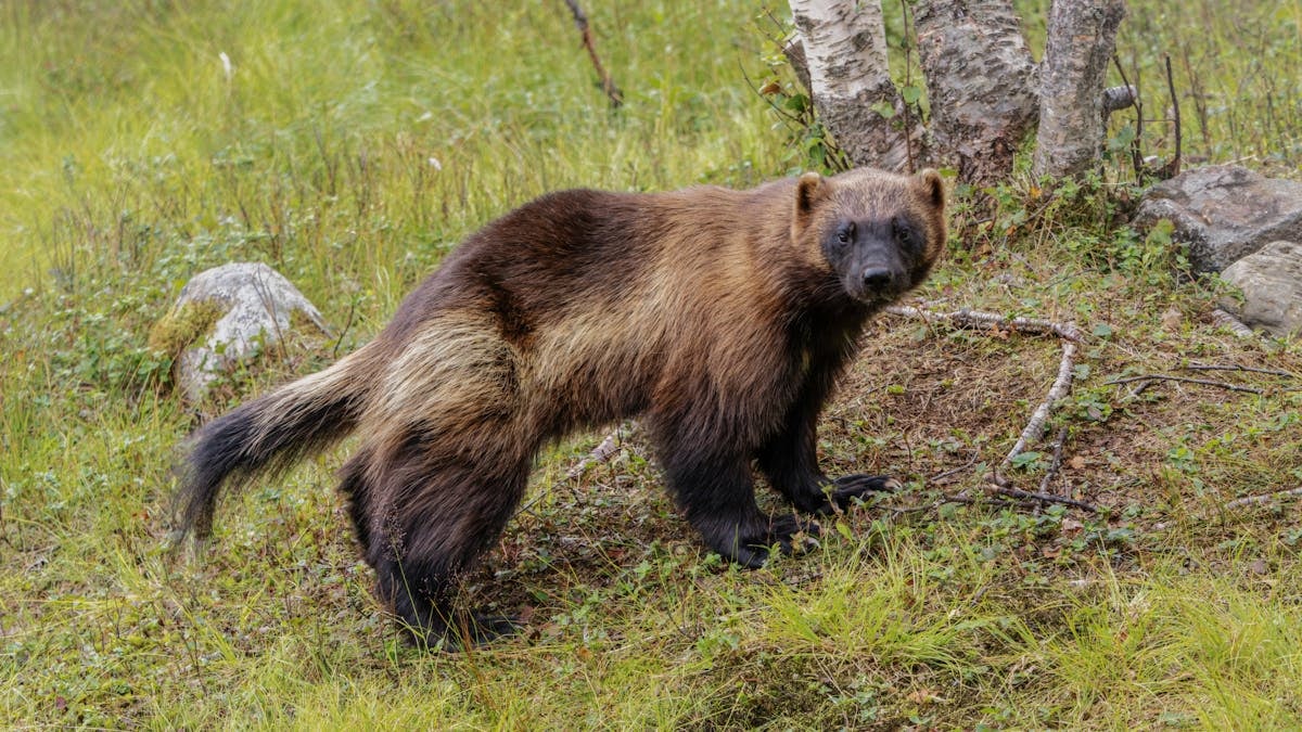 Wolverine standing in a lush green forest, showcasing its distinctive fur patterns in a natural habitat.